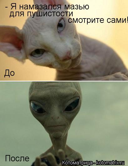 Котоматрица: - Я намазался мазью для пушистости смотрите сами! До После