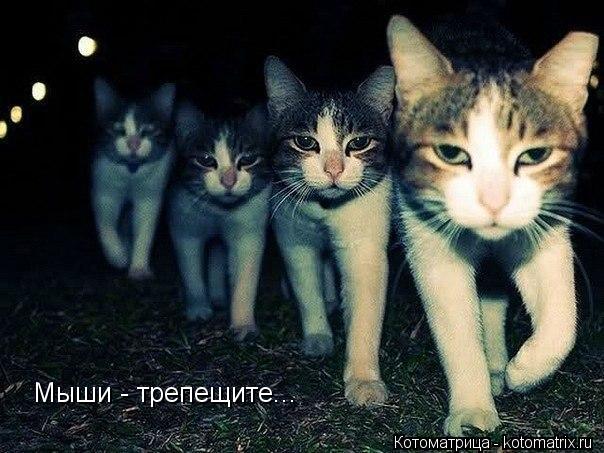 Мыши - трепещите...... Котоматрица: Мыши - трепещите...