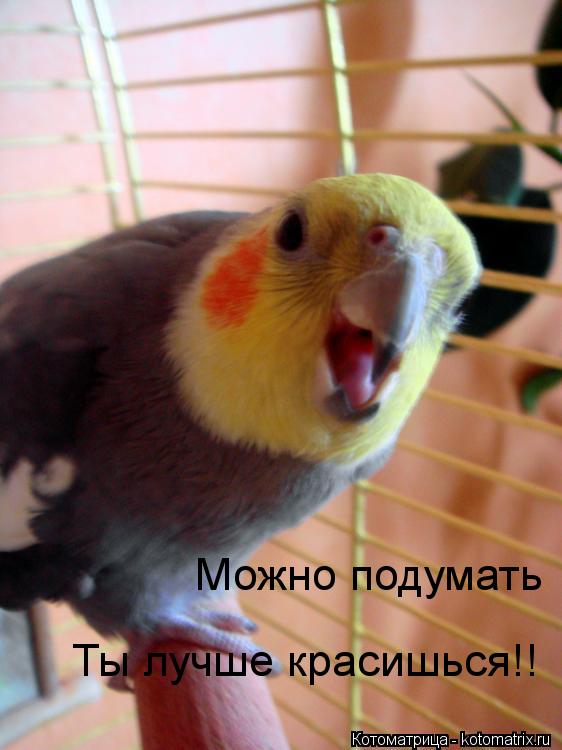 Котоматрица: Можно подумать Ты лучше красишься!!