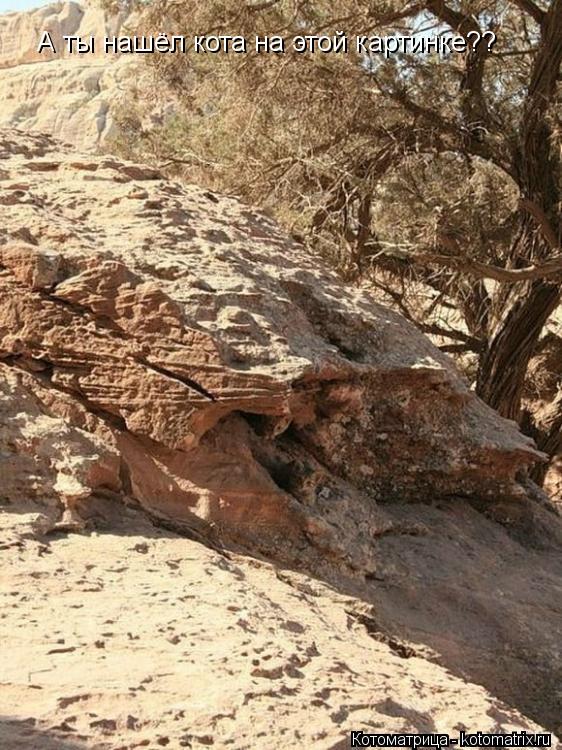 А ты нашёл кота на этой картинке??... Котоматрица: А ты нашёл кота на этой картинке??
