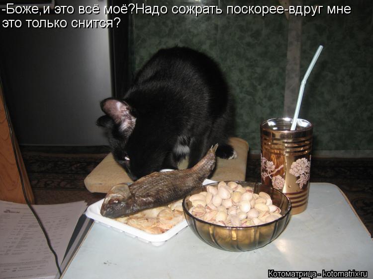 Котоматрица: -Боже,и это всё моё?Надо сожрать поскорее-вдруг мне это только снится?