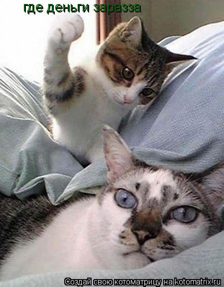 Котоматрица: где деньги заразза