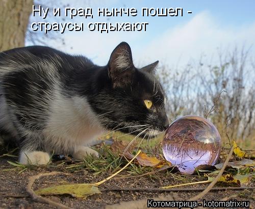 Котоматрица: Ну и град нынче пошел - страусы отдыхают