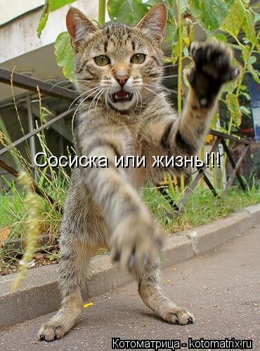 Сосиска или жизнь!!!... Котоматрица: Сосиска или жизнь!!!