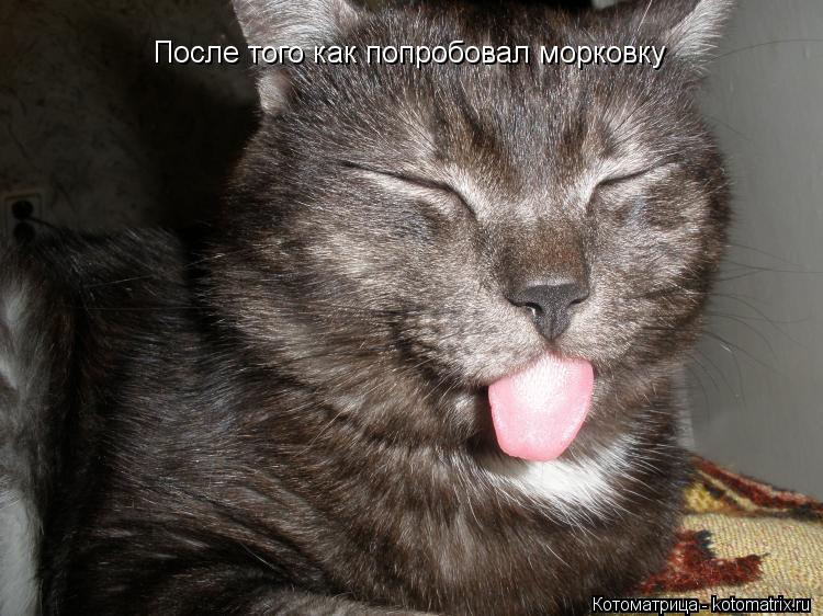 Котоматрица: После того как попробовал морковку