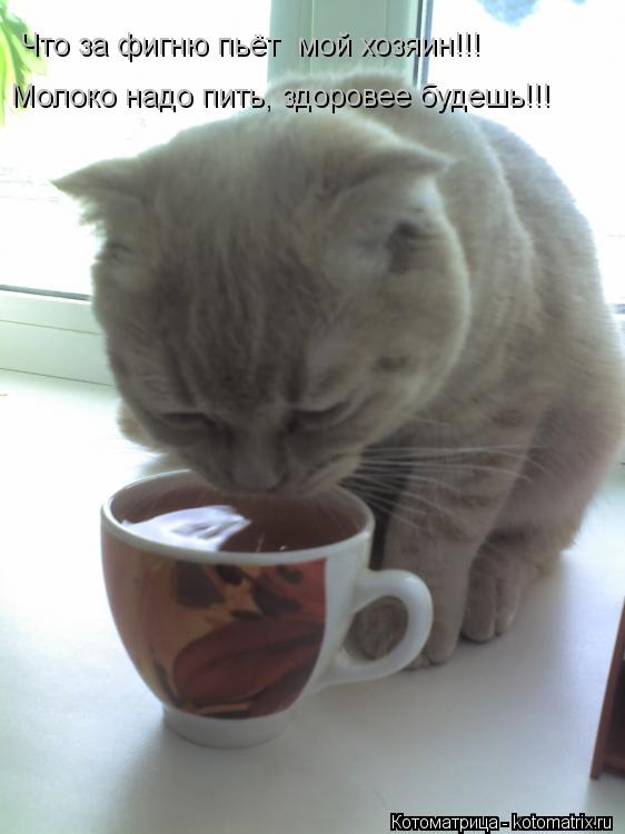 Котоматрица: Что за фигню пьёт  мой хозяин!!! Молоко надо пить, здоровее будешь!!!