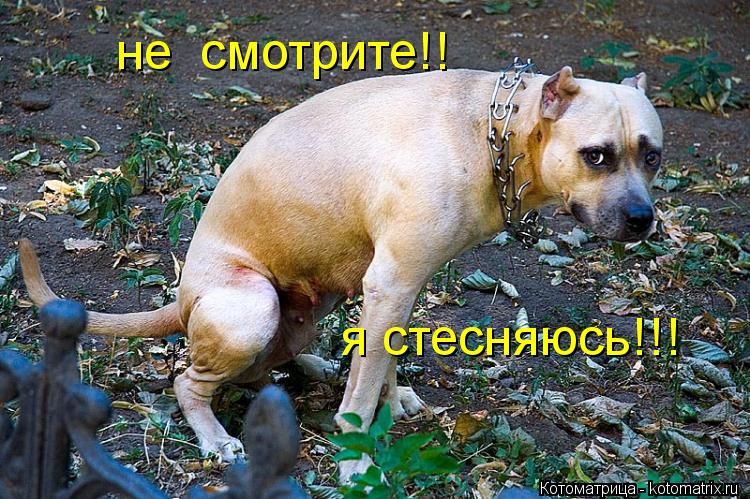не смотрите!! я стесняюсь!!!... Котоматрица: не смотрите!! я стесняюсь!!!