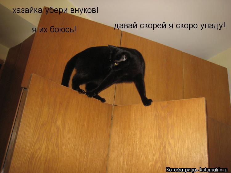 Котоматрица: хазайка убери внуков! я их боюсь! давай скорей я скоро упаду!