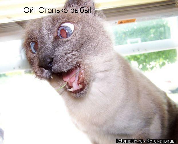 Ой! Столько рыбы!... Котоматрица: Ой! Столько рыбы!