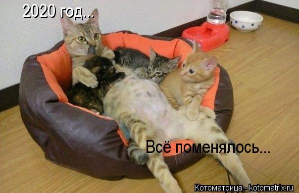 Котоматрица: 2020 год... Всё поменялось...
