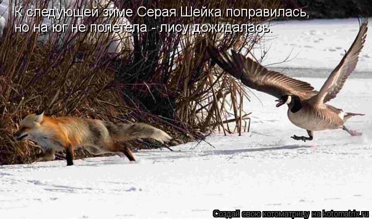 Котоматрица: К следующей зиме Серая Шейка поправилась, но на юг не полетела - лису дожидалась.