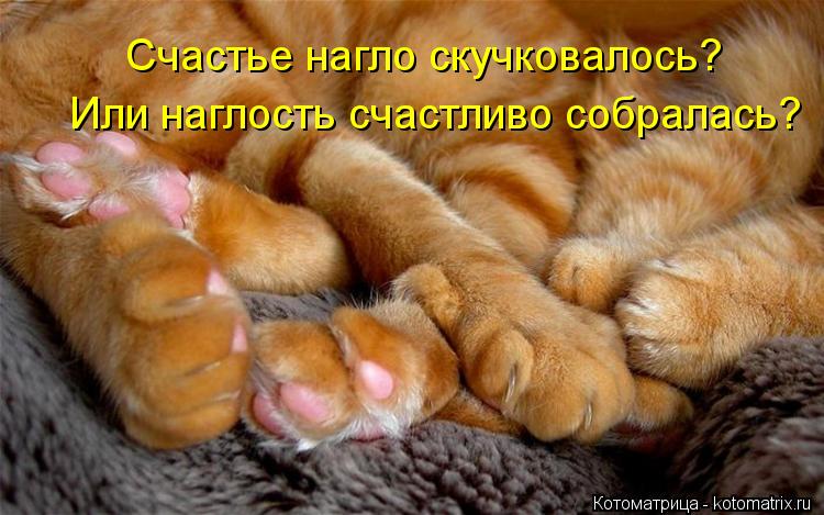 Котоматрица: Счастье нагло скучковалось? Или наглость счастливо собралась?