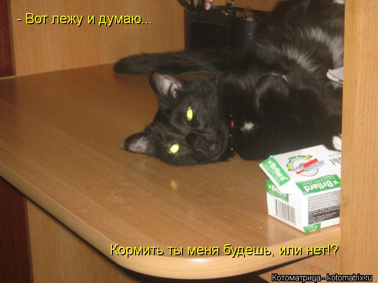 Котоматрица: - Вот лежу и думаю... Кормить ты меня будешь, или нет!?