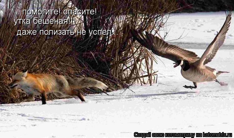 Котоматрица: помогите! спасите! утка бешеная!!! даже полизать не успел...