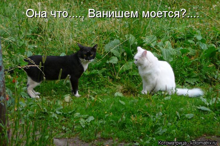 Котоматрица: Она что...., Ванишем моется?....