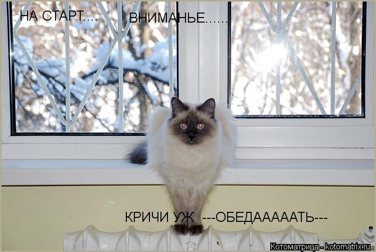 НА СТАРТ.... ВНИМАНЬЕ...... КРИЧИ УЖ ---ОБЕДАААААТЬ---... Котоматрица: НА СТАРТ.... ВНИМАНЬЕ...... КРИЧИ УЖ ---ОБЕДАААААТЬ---