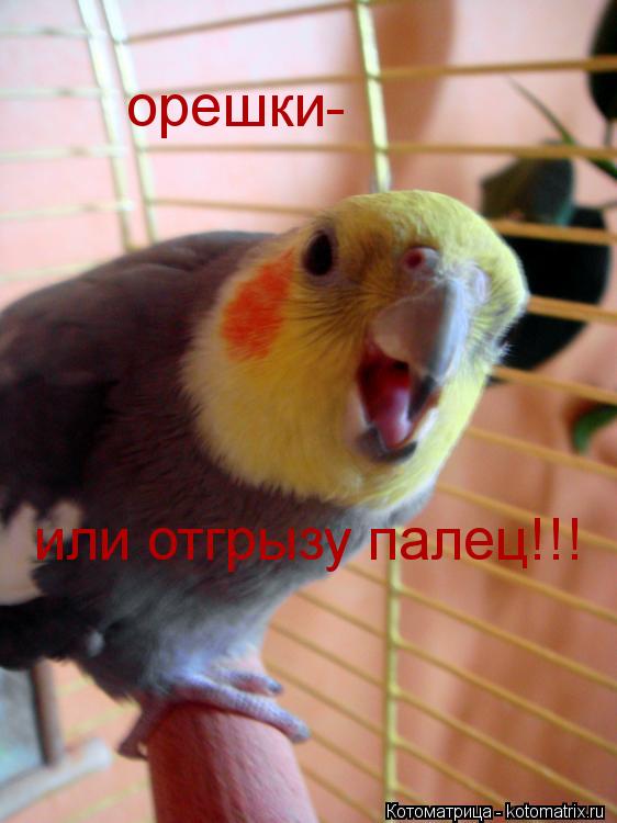 Котоматрица: орешки- или отгрызу палец!!!