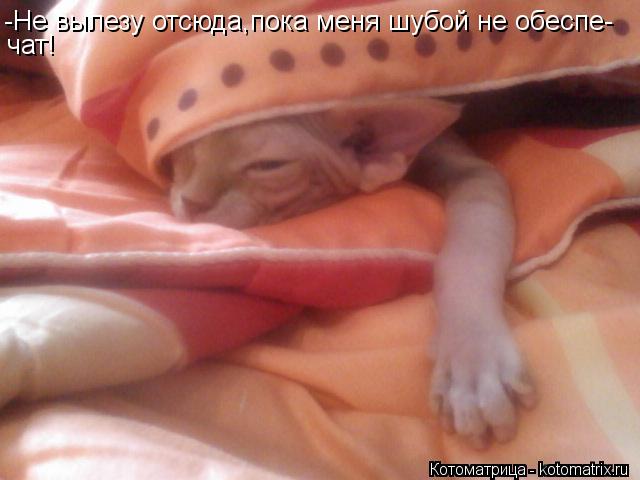 Котоматрица: -Не вылезу отсюда,пока меня шубой не обеспе- чат!