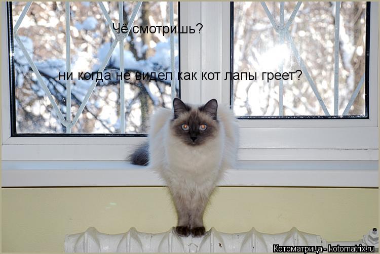Чё смотришь? ни когда не видел как кот лапы греет?... Котоматрица: Чё смотришь? ни когда не видел как кот лапы греет?