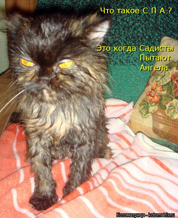 Что такое С П А ? Это когда Садисты Пытают Ангела... Котоматрица: Что такое С П А ? Это когда Садисты Пытают Ангела