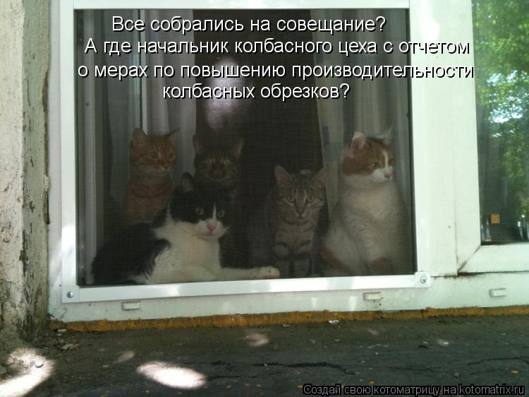 Котоматрица: Все собрались на совещание? А где начальник колбасного цеха с отчетом о мерах по повышению производительности колбасных обрезков?