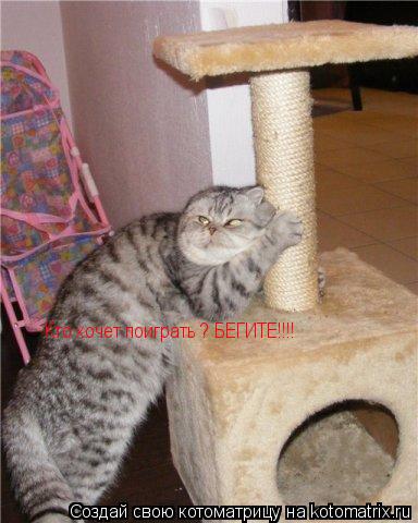 Кто хочет поиграть ? БЕГИТЕ!!!!... Котоматрица: Кто хочет поиграть ? БЕГИТЕ!!!!