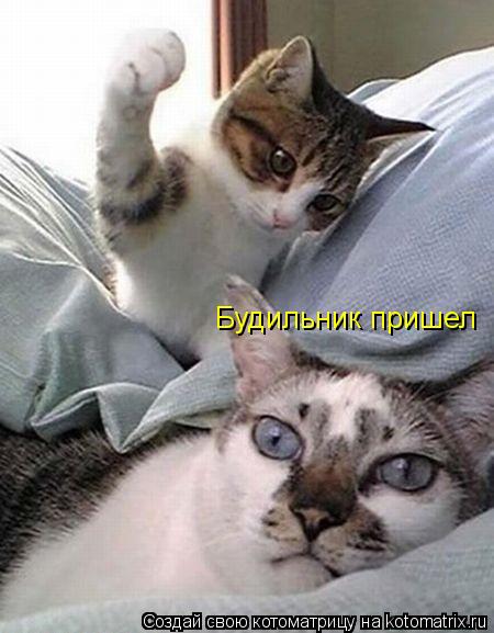Котоматрица: Будильник пришел