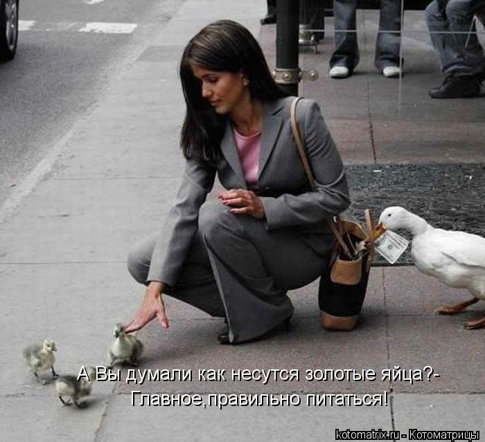Котоматрица: А Вы думали как несутся золотые яйца?- Главное,правильно питаться!