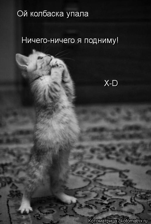 Котоматрица: Ой колбаска упала  Ничего-ничего я подниму! Х-D