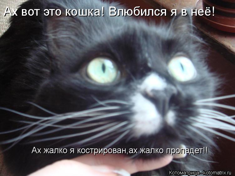 Ах вот это кошка! Влюбился я в неё! Ах жалко я кострирован,ах жалко пропадет!!... Котоматрица: Ах вот это кошка! Влюбился я в неё! Ах жалко я кострирован,ах жалко пропадет!!