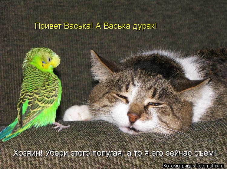 Котоматрица: Хозяин! Убери этого попугая, а то я его сейчас съем! Привет Васька! А Васька дурак!