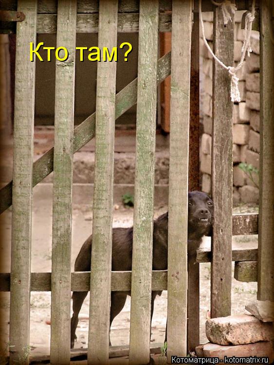 Котоматрица: Кто там?