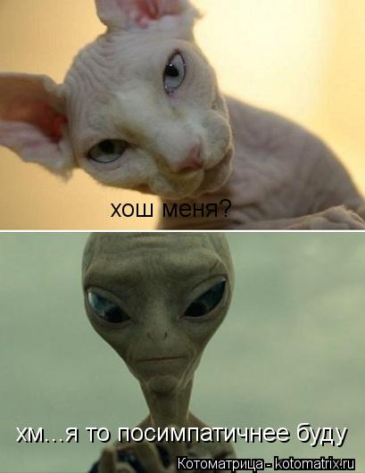 Котоматрица: хм...я то посимпатичнее буду  хош меня?