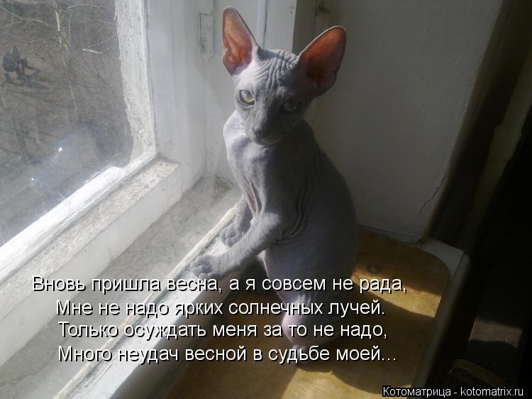 Котоматрица: Мне не надо ярких солнечных лучей. Только осуждать меня за то не надо, Много неудач весной в судьбе моей... Вновь пришла весна, а я совсем не р