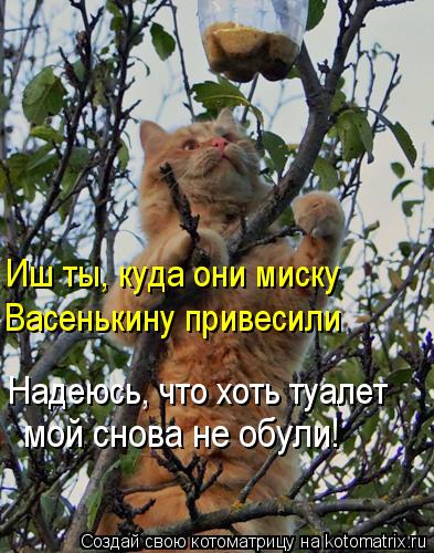 Котоматрица: Иш ты, куда они миску Васенькину привесили Надеюсь, что хоть туалет мой снова не обули!