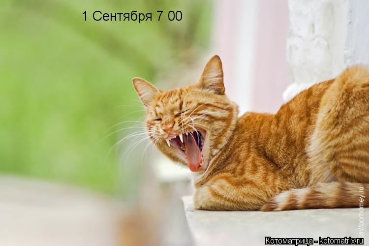 Котоматрица: 1 Сентября 7 00
