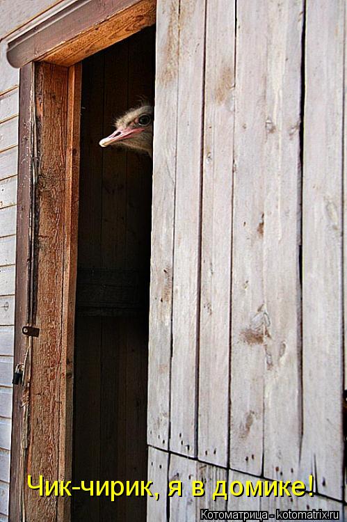 Котоматрица: Чик-чирик, я в домике!