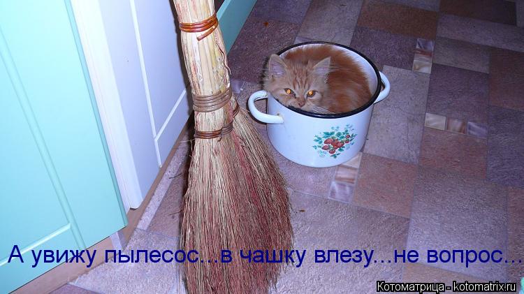 Котоматрица: А увижу пылесос...в чашку влезу...не вопрос....