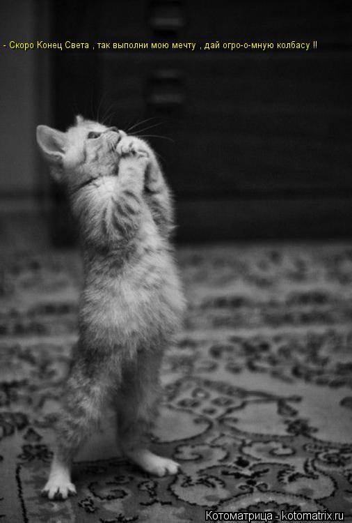 Котоматрица: - Скоро Конец Света , так выполни мою мечту , дай огро-о-мную колбасу !!