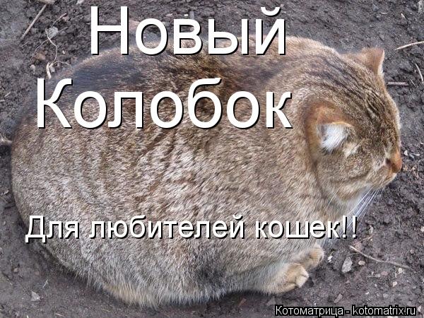 Котоматрица: Новый Колобок Для любителей кошек!!
