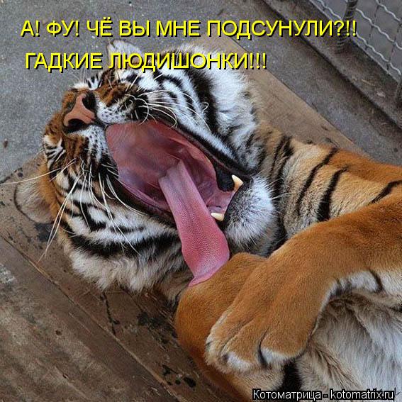 Котоматрица: А! ФУ! ЧЁ ВЫ МНЕ ПОДСУНУЛИ?!!  ГАДКИЕ ЛЮДИШОНКИ!!!