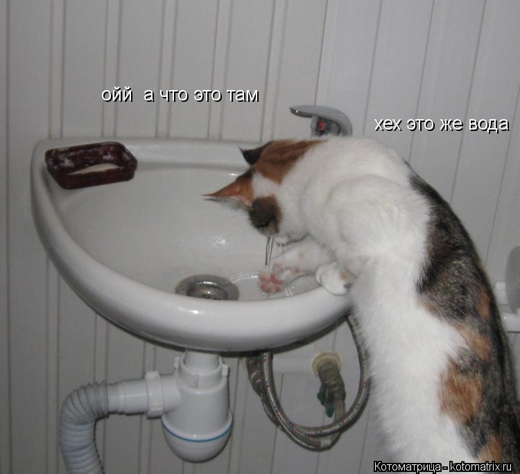 ойй а что это там хех это же вода... Котоматрица: ойй а что это там хех это же вода