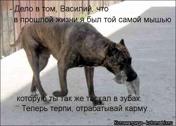 - Дело в том, Василий, что в прошлой жизни я был той самой мышью которую ты так же таскал в зубах. Те... Котоматрица: - Дело в том, Василий, что в прошлой жизни я был той самой мышью которую ты так же таскал в зубах. Теперь терпи, отрабатывай карму...