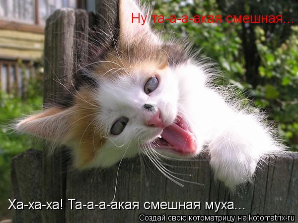 Котоматрица: Ха-ха-ха! Та-а-а-акая смешная муха... Ну та-а-а-акая смешная...