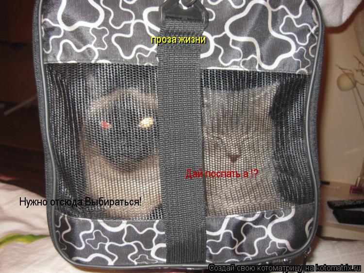 Нужно отсюда Выбираться! Дай поспать а !? проза жизни... Котоматрица: Нужно отсюда Выбираться! Дай поспать а !? проза жизни