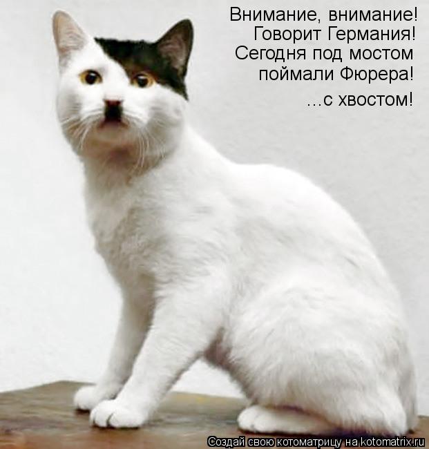 Котоматрица: Внимание, внимание! Говорит Германия! Сегодня под мостом ...с хвостом! поймали Фюрера!