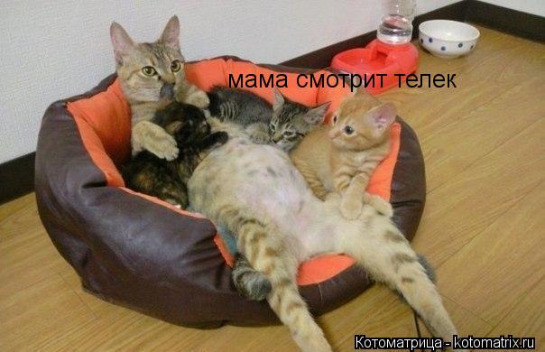 мама смотрит телек... Котоматрица: мама смотрит телек