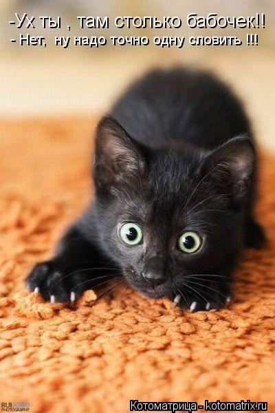 -Ух ты , там столько бабочек!! - Нет, ну надо точно одну словить !!!... Котоматрица: -Ух ты , там столько бабочек!! - Нет, ну надо точно одну словить !!!