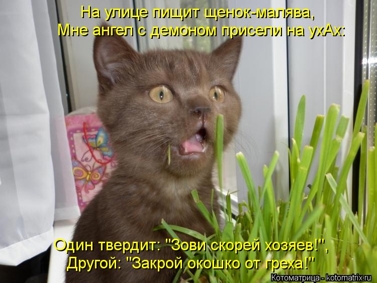 Котоматрица: На улице пищит щенок-малява, Мне ангел с демоном присели на ухАх: Один твердит: "Зови скорей хозяев!", Другой: "Закрой окошко от греха!"