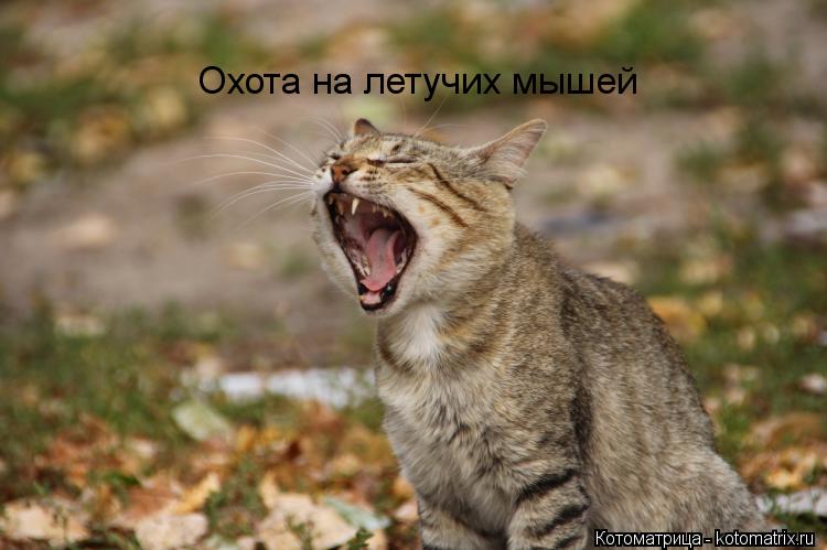 Охота на летучих мышей... Котоматрица: Охота на летучих мышей